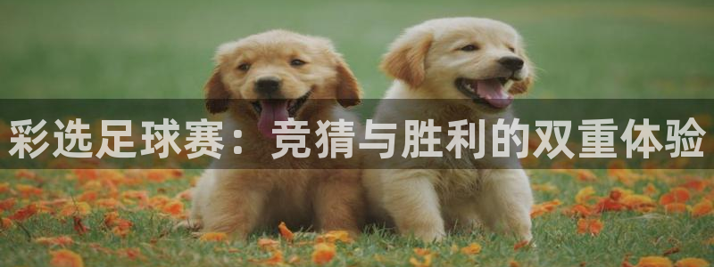  彩选足球赛：竞猜与胜利的双重体验