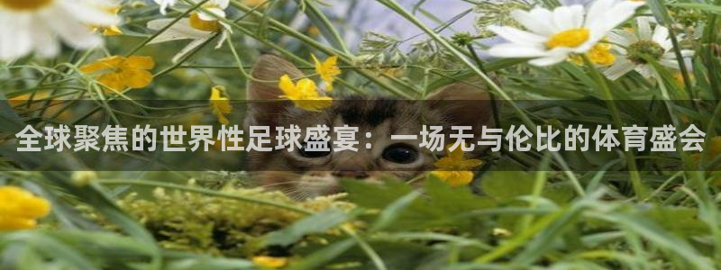 全球聚焦的世界性足球盛宴：一场无与伦比的体育盛会
