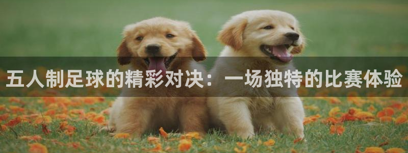 五人制足球的精彩对决：一场独特的比赛体验