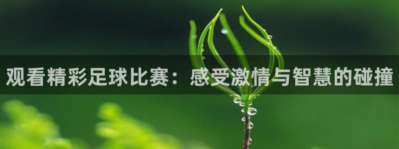 观看精彩足球比赛：感受激情与智慧的碰